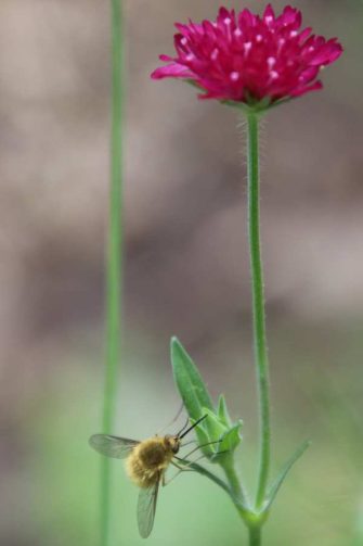 flower-bee flower-bee